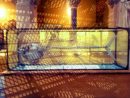 natural pitt rivers o